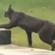 Sadly, the 30-second video doesn’t provide a great quality look at the rare cat.